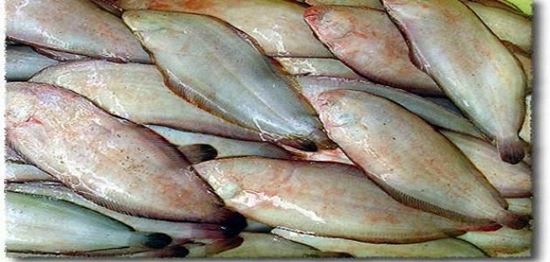 الصورة: موسى