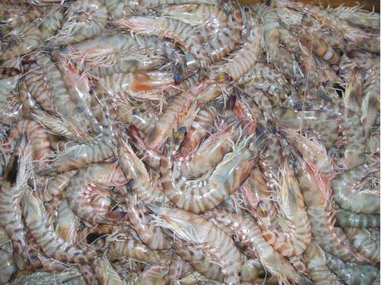 الصورة: جمبري سويسي