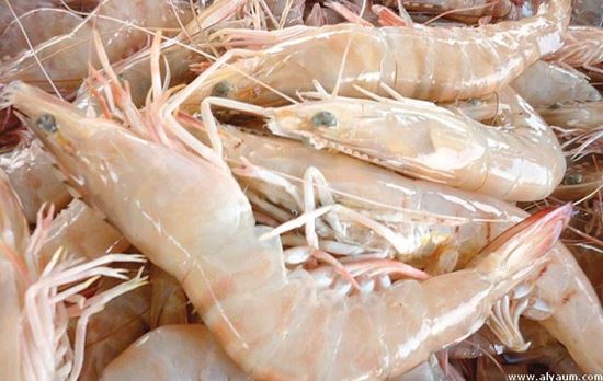 الصورة:  جمبري قزاز