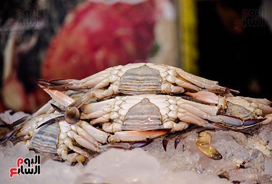 الصورة: كابوريا اناث