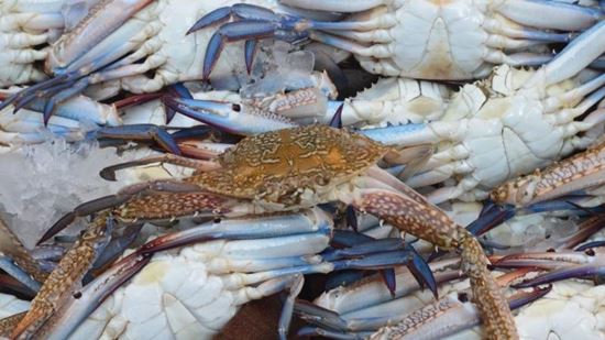 الصورة: كابوريا ذكور