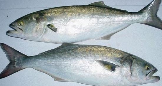 الصورة: مياس