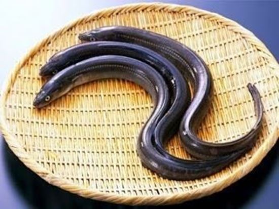 الصورة: ثعابين