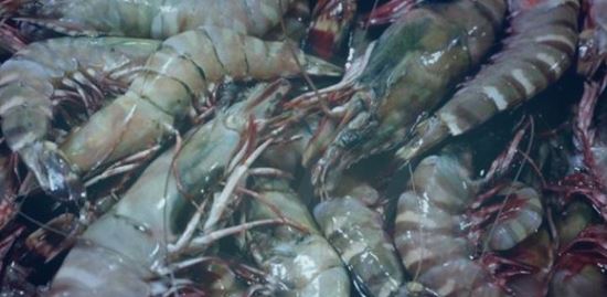 الصورة: جمبري الفانمي