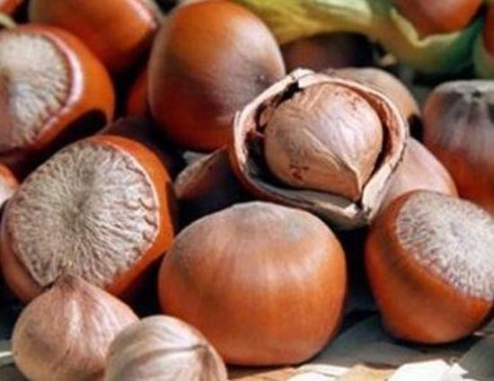 الصورة: بندق بقشره