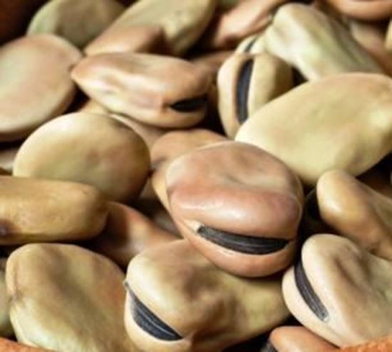 الصورة: فول