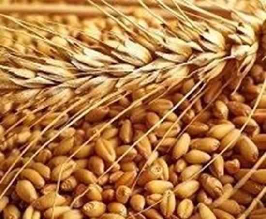 الصورة: قمح كامل