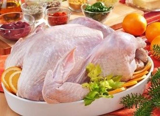 الصورة: ديك رومي بلدي - حسب الوزن