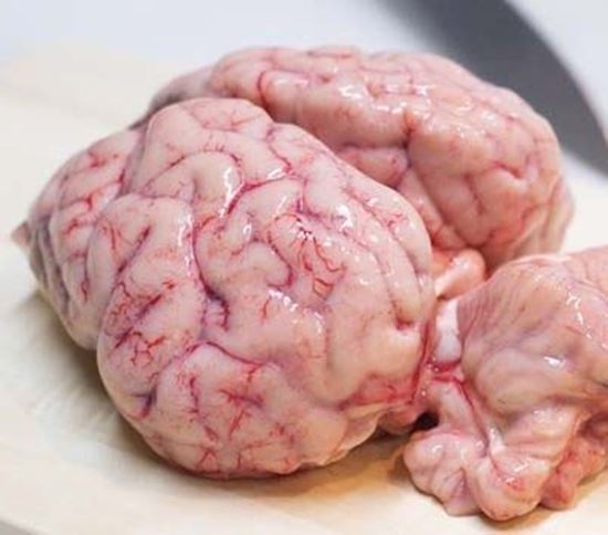 الصورة: مخ كندوز