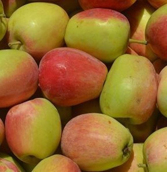 الصورة: تفاح  بلدي  