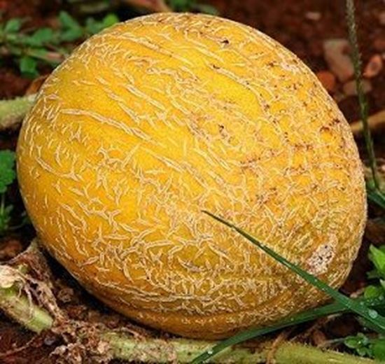 الصورة: شمام  - حسب الوزن