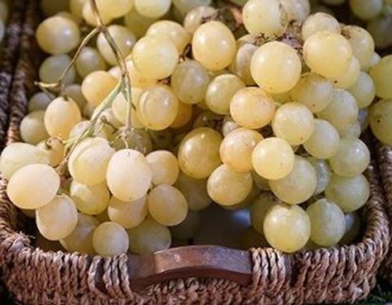 الصورة: عنب بناتي اصفر