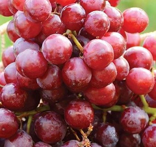 الصورة: عنب بناتي احمر