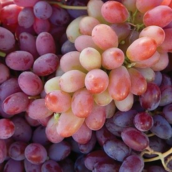 الصورة: عنب كريمسون