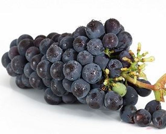 الصورة: عنب أسود  