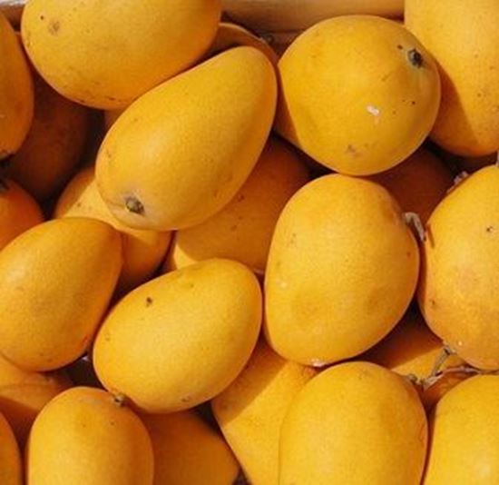 الصورة: مانجو سكري    