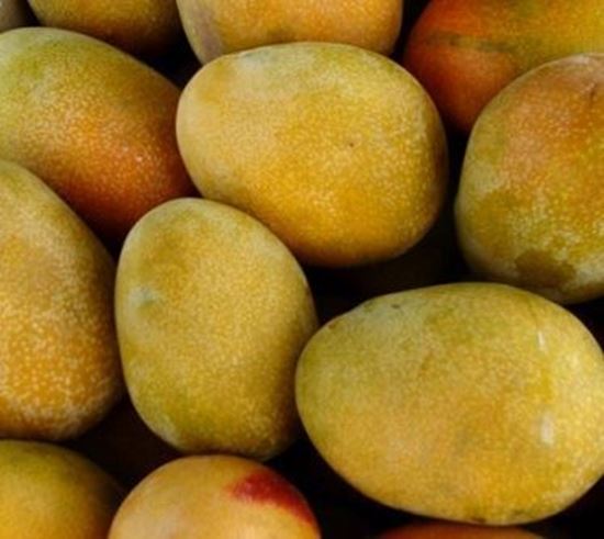 الصورة: مانجو عويسي   