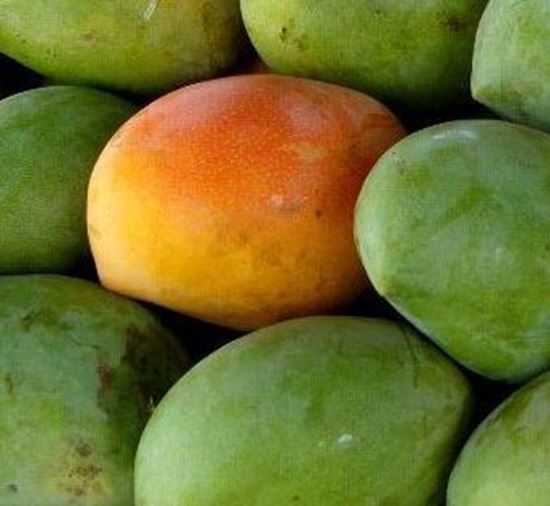 الصورة: مانجو ناعومي