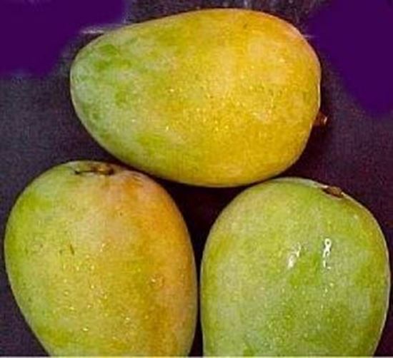 الصورة: مانجو تيمور  