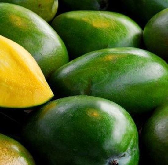 الصورة: مانجو كيت