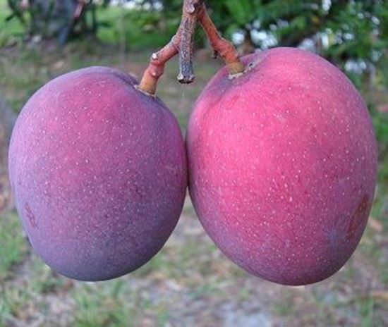 الصورة: مانجو آتكينز