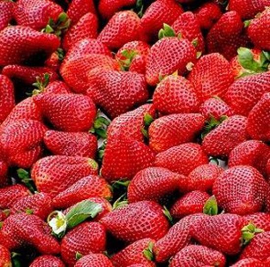 الصورة: فراولة  