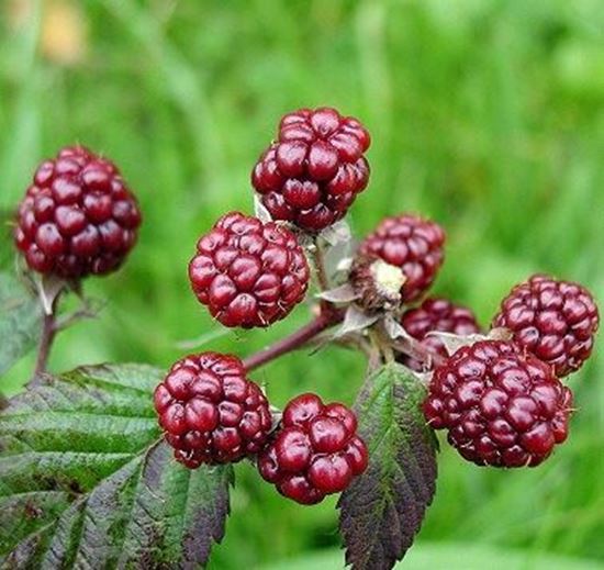 الصورة: توت  بري     