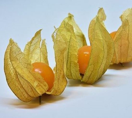 الصورة: حرنكش