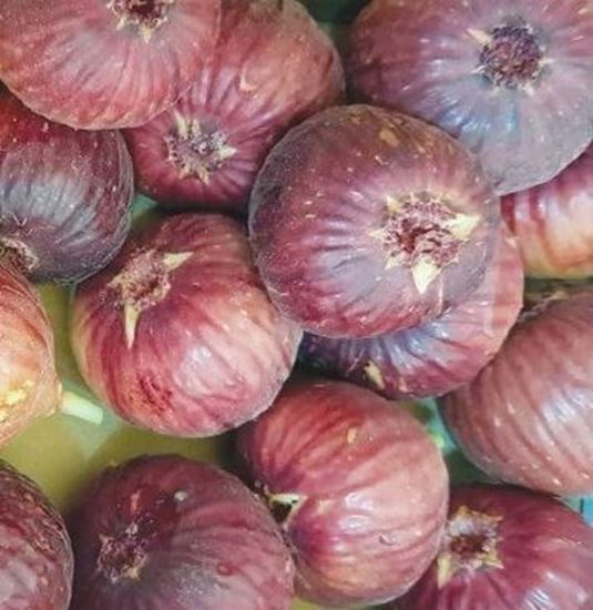 الصورة: تين برشومي