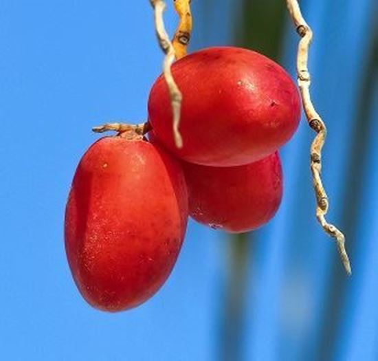 الصورة: بلح احمر
