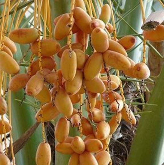 الصورة: بلح اصفر