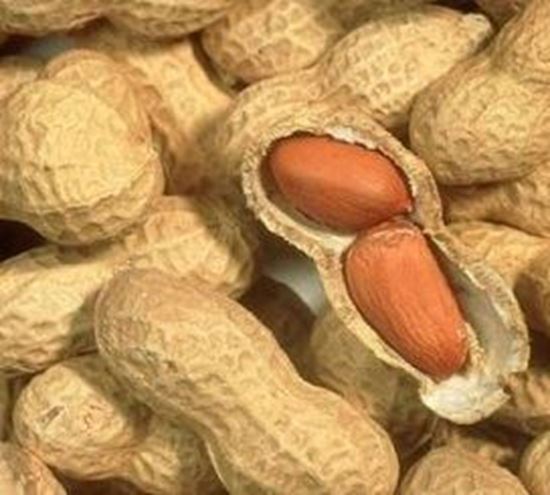 الصورة: سوداني بقشره