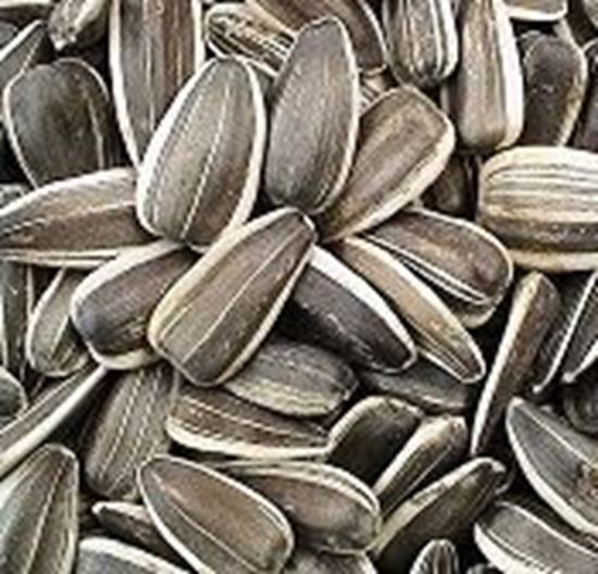 الصورة: لب عباد الشمس