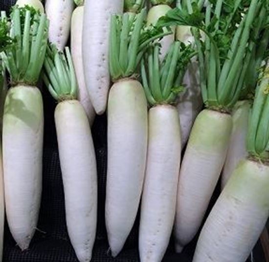 الصورة: فجل أبيض   