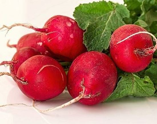 الصورة: فجل أحمر    