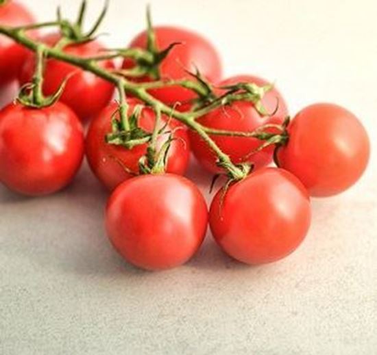 الصورة: طماطم  شيري   