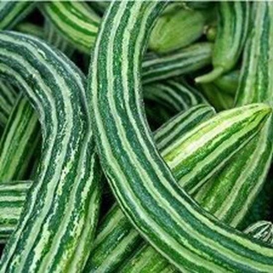 الصورة: قثاء