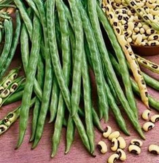 الصورة: لوبيا    