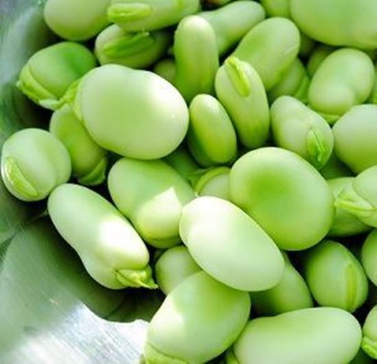 الصورة: فول أخضر  مفصص