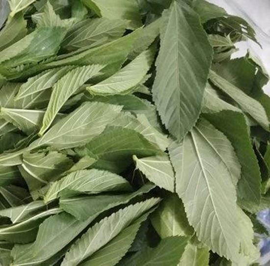 الصورة: ملوخية ورق