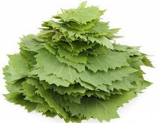 الصورة: ورق عنب  