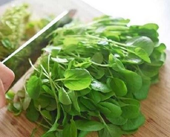 الصورة: جرجير مقطع