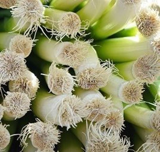 الصورة: كرات بلدي