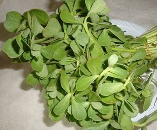 الصورة: البقلة " الرجلة"