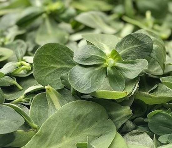 الصورة: البقلة " الرجلة" ورق