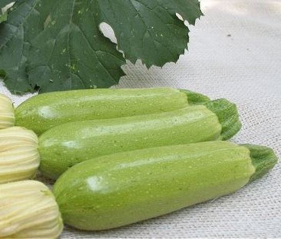 الصورة: كوسا