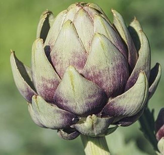 الصورة: خرشوف     