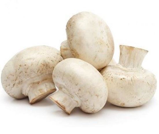 الصورة: فطر " مشروم"     