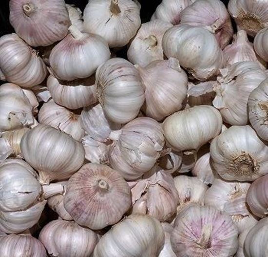 الصورة: ثوم بلدي     