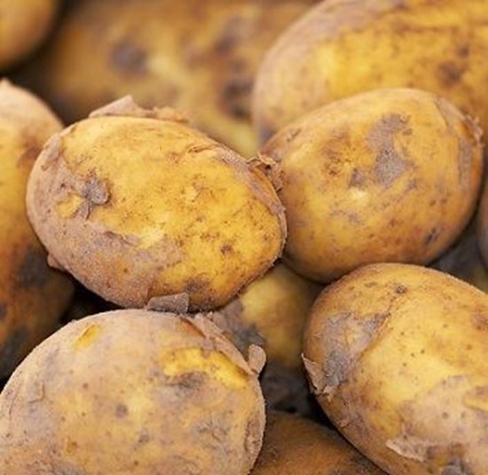 الصورة: بطاطس للقلي  